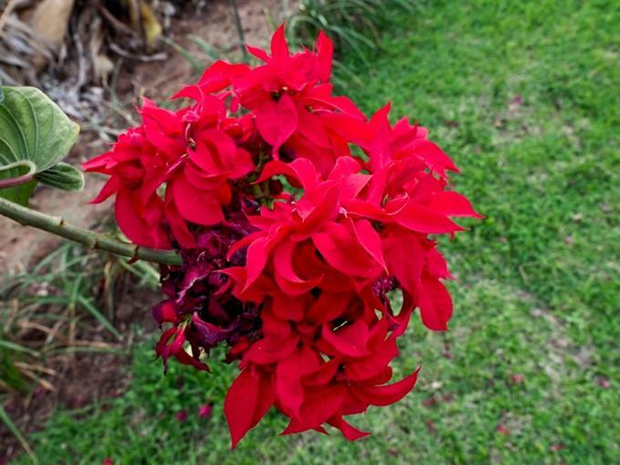 Poinsettia Family Cottage Хейзивью Экстерьер фото